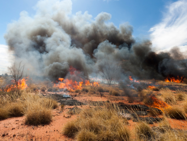 wildfire smoke